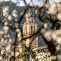 Buy canvas prints of Almond blossom season in village Caimari, Mallorca by MallorcaScape Images