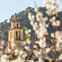 Buy canvas prints of Almond blossom season in village Caimari, Mallorca by MallorcaScape Images