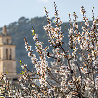 Buy canvas prints of Blossoming almond trees in village Caimari, Mallor by MallorcaScape Images