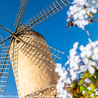 Buy canvas prints of Historic windmill of Es Jonquet, Palma, Majorca by MallorcaScape Images