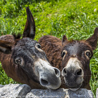 Buy canvas prints of curious donkeys by MallorcaScape Images