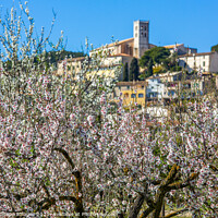 Buy canvas prints of Almond blossom season in village Selva, Majorca by MallorcaScape Images