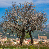 Buy canvas prints of Almond blossom season in town Andratx, Majorca by MallorcaScape Images