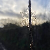 Buy canvas prints of Ice Crystal  by Phil Vandenhove