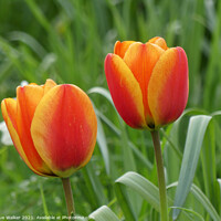 Buy canvas prints of Tulips by Sue Walker