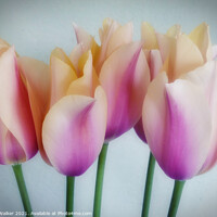Buy canvas prints of Tulips by Sue Walker