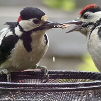 Buy canvas prints of Great Spotted Woodpecker and youngster by Sue Walker