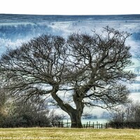 Buy canvas prints of For the love of trees by Sue Walker
