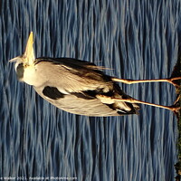 Buy canvas prints of Heron looking for it’s next meal by Sue Walker