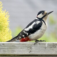 Buy canvas prints of Great Spotted Woodpecker by Sue Walker