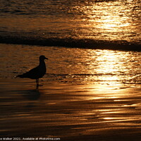 Buy canvas prints of Seagull silhouette at sunset by Sue Walker