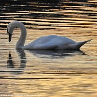 Buy canvas prints of Swan reflection by Sue Walker