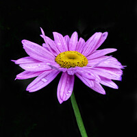Buy canvas prints of Pink / purple flower by Sue Walker