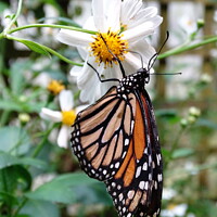Buy canvas prints of Butterfly on white flower by Sue Walker