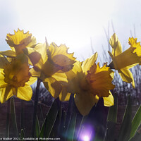 Buy canvas prints of Daffodils by Sue Walker