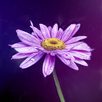 Buy canvas prints of Purple flower by Sue Walker