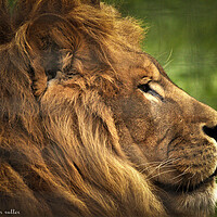 Buy canvas prints of A lion looking at the camera by stephen rutter