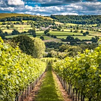 Buy canvas prints of Cotswold Vineyard by Michael Barby