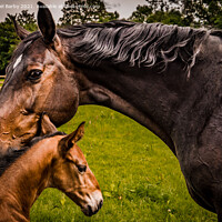 Buy canvas prints of Mare and foal by Michael Barby