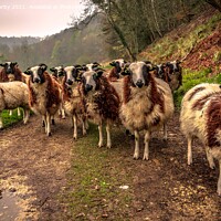 Buy canvas prints of Jacob sheep in the Cotswolds by Michael Barby
