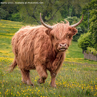 Buy canvas prints of Highland Cow on Minchinhampton Common by Michael Barby