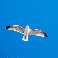Buy canvas prints of Seagull in flight by Chris Pownell