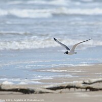 Buy canvas prints of Gull and Surf by Beth Rodney