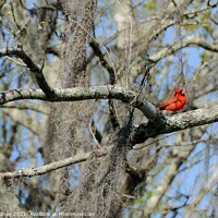 Buy canvas prints of Cardinal in Early Spring by Beth Rodney