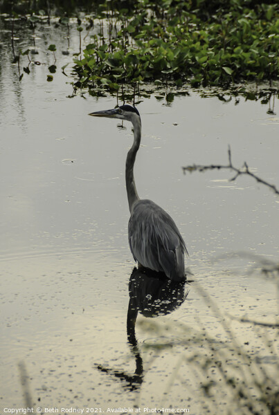 Great Blue Heron Reflection Picture Board by Beth Rodney