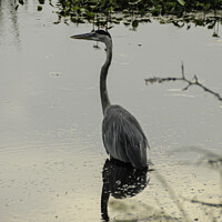 Buy canvas prints of Great Blue Heron Reflection by Beth Rodney