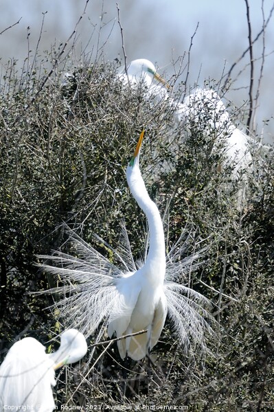 Egret Breeding Display Picture Board by Beth Rodney