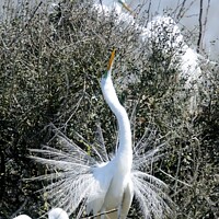 Buy canvas prints of Egret Breeding Display by Beth Rodney