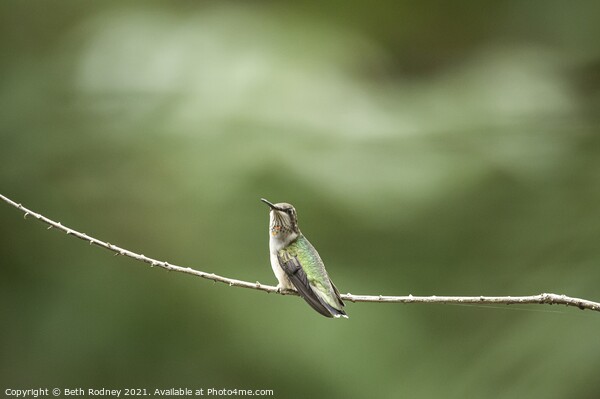 Juvenile Ruby throated Hummingbird Picture Board by Beth Rodney
