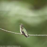 Buy canvas prints of Juvenile Ruby throated Hummingbird by Beth Rodney