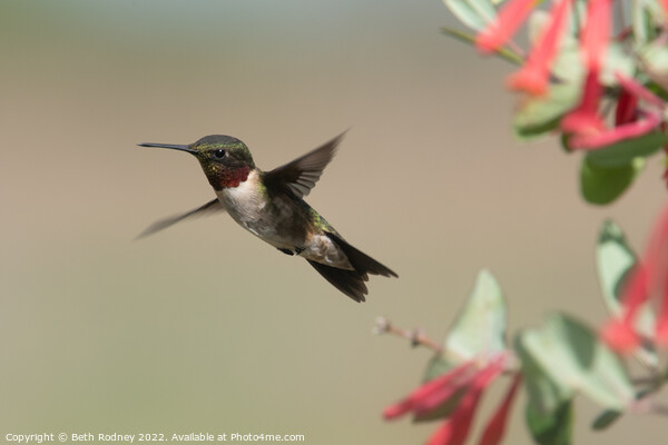 Ruby throated hummingbird Picture Board by Beth Rodney