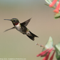 Buy canvas prints of Ruby throated hummingbird by Beth Rodney