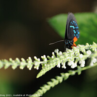Buy canvas prints of Atala Butterfly by Beth Rodney