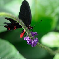 Buy canvas prints of Red bodied swallowtail by Beth Rodney
