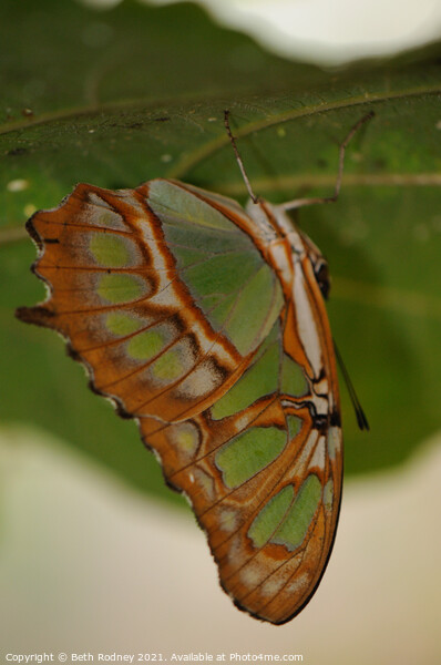 Malachite butterfly Picture Board by Beth Rodney