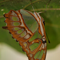 Buy canvas prints of Malachite butterfly by Beth Rodney