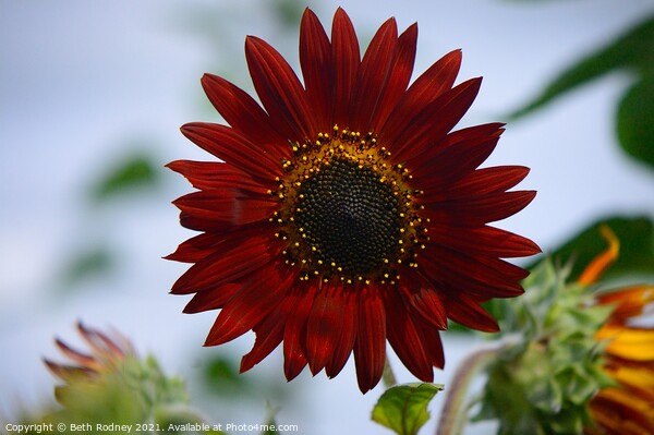 Red sunflower Picture Board by Beth Rodney