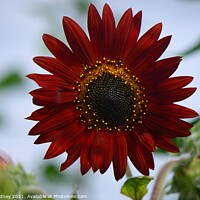Buy canvas prints of Red sunflower by Beth Rodney