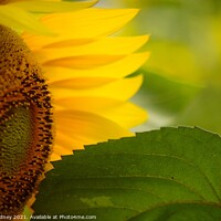 Buy canvas prints of Sunflower close-up by Beth Rodney