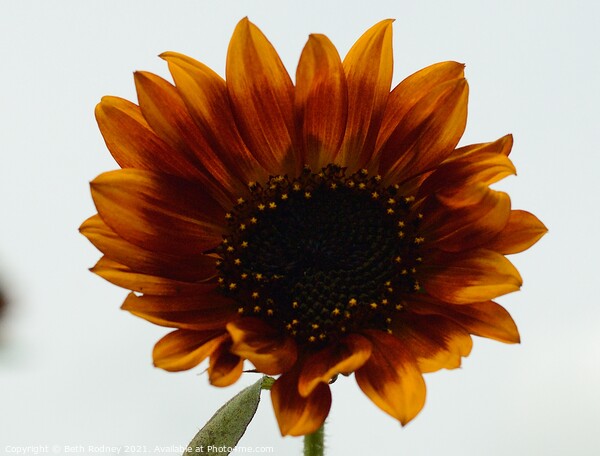 Bronzed sunflower Picture Board by Beth Rodney
