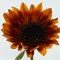 Buy canvas prints of Bronzed sunflower by Beth Rodney