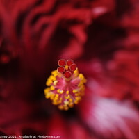 Buy canvas prints of Flamenco Dancer Hibiscus close-up by Beth Rodney
