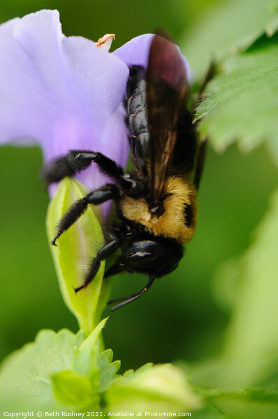 Carpenter Bee close-up Picture Board by Beth Rodney