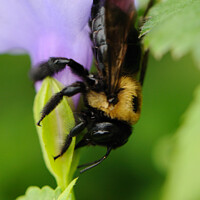 Buy canvas prints of Carpenter Bee close-up by Beth Rodney