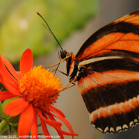 Buy canvas prints of Butterfly feeding close-up by Beth Rodney