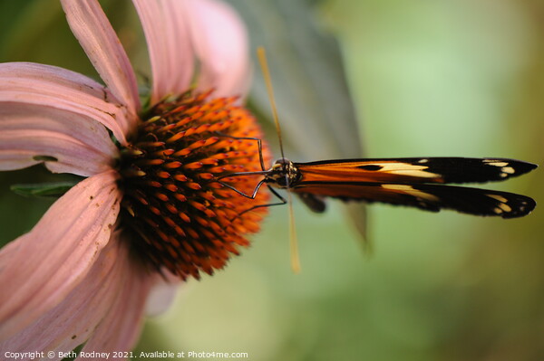 Longwing on coneflower close-up Picture Board by Beth Rodney